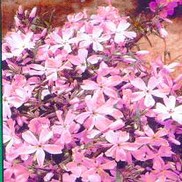 Phlox subulata