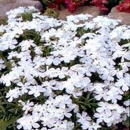 Phlox subulata