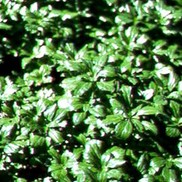 Pachysandra terminalis