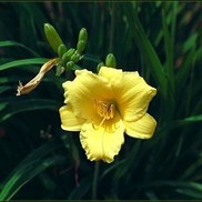 Hemerocallis hybrid 'Mini Stella D'oro'