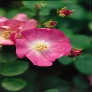 Rosa  'BAIpome'