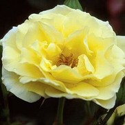 Rosa  'BAIine'