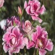 Rosa  'BAIface'