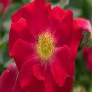 Rosa  'BAIeye'