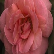 Rosa  'BAIsme'
