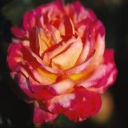 Rosa  'BAIpeace'