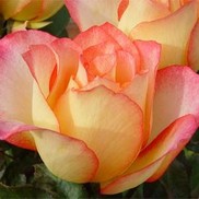 Rosa  'BAIprez'