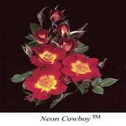 Rosa WEKemilcho 'Carruth'