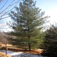 Pinus strobus