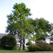 Pinus taeda 'Loblolly'