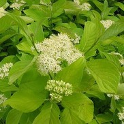 Cornus hesseyii