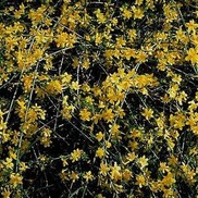 Jasminum nudiflorum