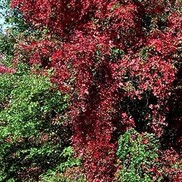 Parthenocissus quinquefolia 'Engelman'