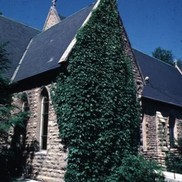 Parthenocissus tricuspidata