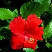 TROPICAL HIBISCUS  BRILLIANTISSMA