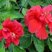 TROPICAL HIBISCUS CECELIA