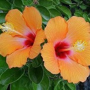 TROPICAL HIBISCUS CHERIE
