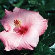 TROPICAL HIBISCUS SINGLE CLASSIC PINK