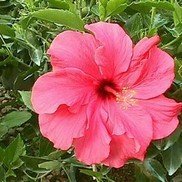 TROPICAL HIBISCUS DOUBLE CLASSIC PINK