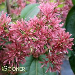 <em>Heptacodium</em> <strong>SEVEN SON FLOWER</strong>: