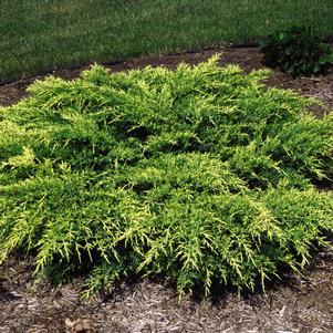 <em>Juniperus</em> <strong>OLD GOLD JUNIPER</strong>: