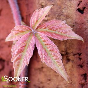 <em>Parthenocissus</em> <strong>ENGELMAN VIRGINIA CREEPER</strong>:
