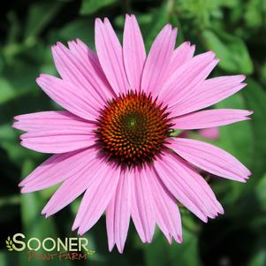 <em>Echinacea</em> <strong>RUBY GIANT CONEFLOWER</strong>: