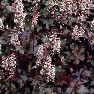 <em>Heucherella</em> <strong>BURNISHED BRONZE FOAMY BELLS</strong>: