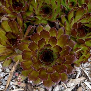 BLACK HENS & CHICKS