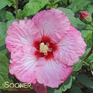 <em>Hibiscus</em> RUFFLED SATIN® ALTHEA: 