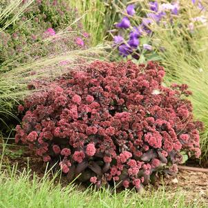 ROCK 'N GROW® MIDNIGHT VELVET SEDUM