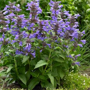 NEPTUNE DWARF CATMINT