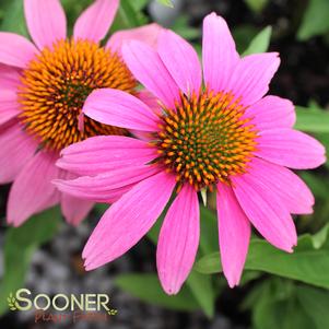 <em>Echinacea</em> KIM'S KNEE HIGH CONEFLOWER: 