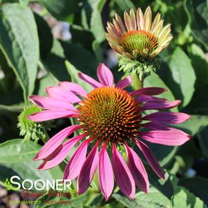 <em>Echinacea</em> GREEN ENVY CONEFLOWER: 