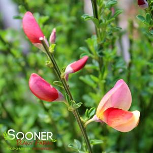 SISTER ROSIE® SCOTCH BROOM