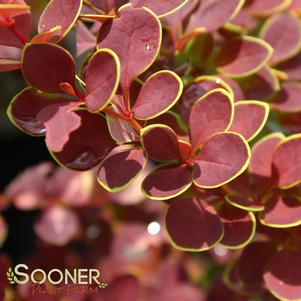 <em>Berberis</em> SUNJOY® TANGELO BARBERRY: 