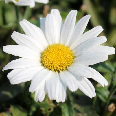 shasta daisy