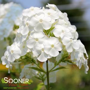 <em>Phlox</em> DAVID'S WHITE GARDEN PHLOX: 