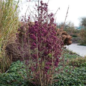 <em>Callicarpa</em> PLUMP & PLENTIFUL™ PURPLE GIANT BEAUTYBERRY: 