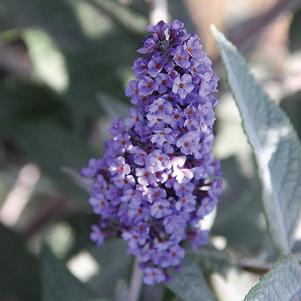 <em>Buddleia</em> TRUE BLUE BUTTERFLY BUSH: 