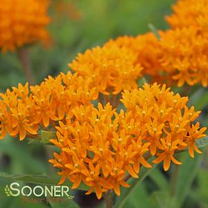 <em>Asclepias</em> BUTTERFLY MILKWEED: 