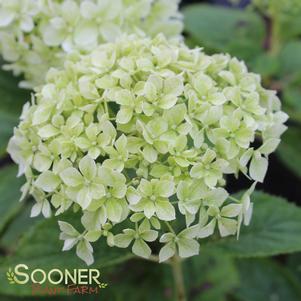 <em>Hydrangea</em> INVINCIBELLE® LIMETTA HYDRANGEA: 