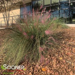 <em>Muhlenbergia</em> PINK MUHLY GRASS: 