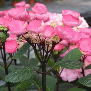 <em>Hydrangea</em> ABRACADABRA® STAR HYDRANGEA: 