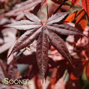 <em>Acer</em> MARGARET BEE UPRIGHT JAPANESE MAPLE: 