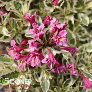 <em>Weigela</em> MY MONET PURPLE EFFECT® WEIGELA: 