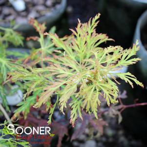 FAIRY LIGHTS DWARF FULL MOON JAPANESE MAPLE