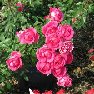 <em>Rosa</em> THE CHAMPION™ PINK ROSE: 