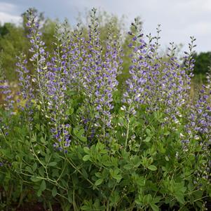 DECADENCE® DELUXE BLUE BUBBLY FALSE INDIGO