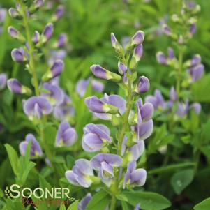 STARLITE PRAIRIEBLUES® FALSE INDIGO